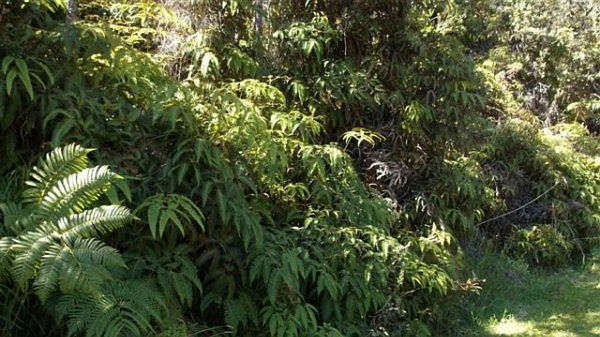 1st image of Nahelenani St Lot 418