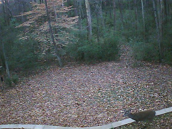 4th image of 10685 Cauley Creek Dr