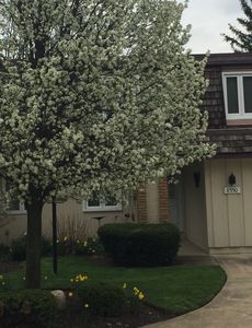 8550 Tanglewood Trl, Chagrin Falls, OH, 44023