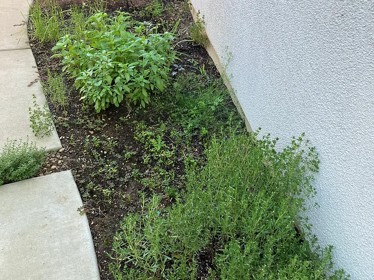 Herb garden on the side of the home, with basil and a strawberry patch.