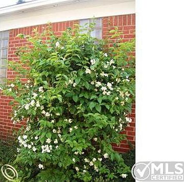 Fragrant JASMINE