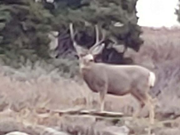 2nd image of 1 Scarecanyon Rd