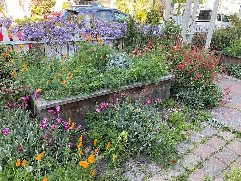 Wildflowers