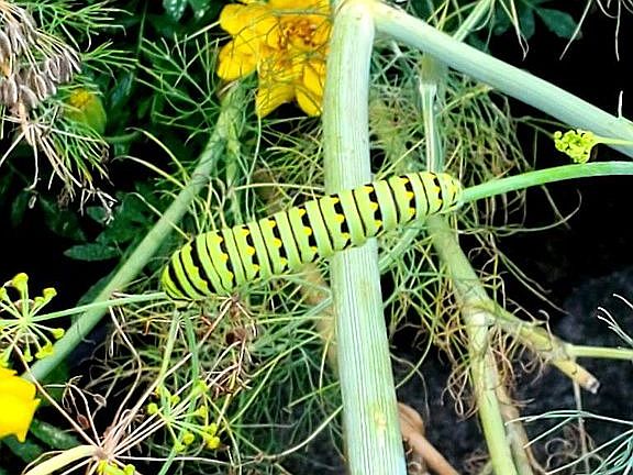 Caterpillar on dill