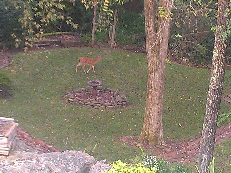 Country living in town??