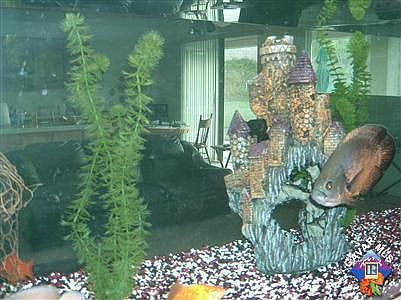 Indoor pool for the Fish