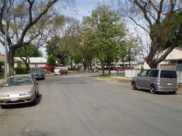 Tree Lined Street
