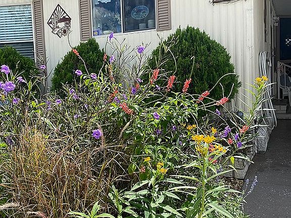 Butterfly Garden 