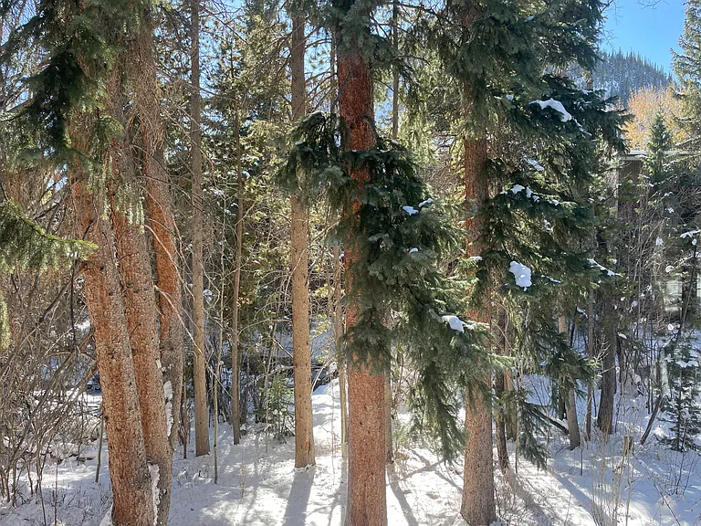 View of creek from south-facing living area windows.