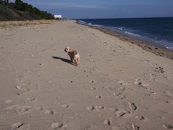 Poppy beach