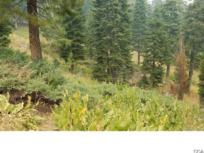 430 Snowshoe Rd, Bear Valley, CA, 95223