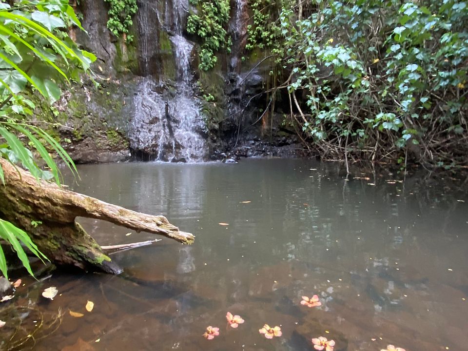 Beautiful year-round Aloha a Nui Falls, a private waterfall a short walk from the house (see virtual tour on the AlohaaNui YouTube channel)