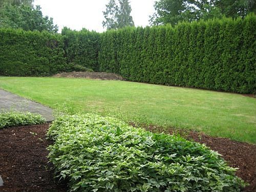 Back yard