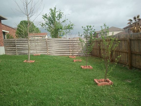 Two larger trees and 4 fruit trees