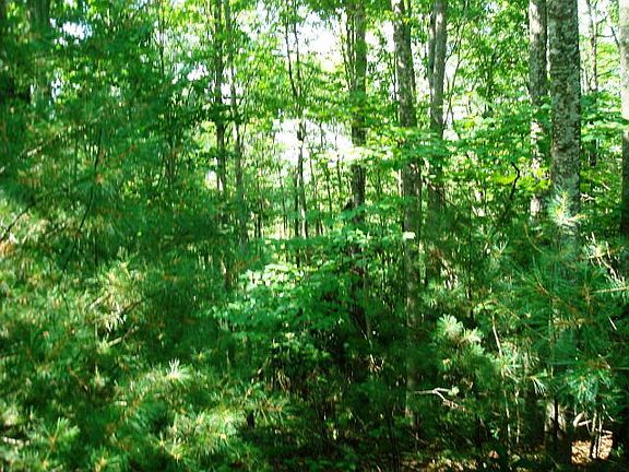 5th image of Leaning Pine Drive