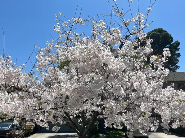 593 Manet Ter, Sunnyvale, CA 94087