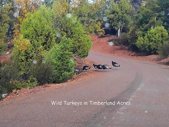 WILD TURKEYS CROSSING THE ROAD IN TIMBER