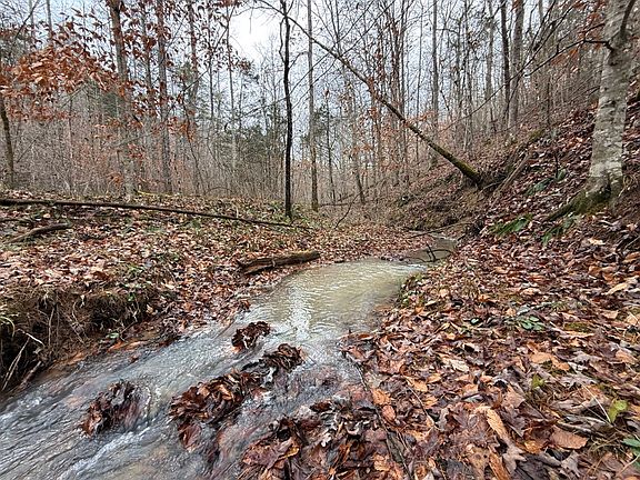 The seasonal stream after a steady all night rain