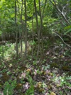 5th image of 13B Richardson Road