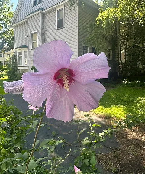Backyard Flower