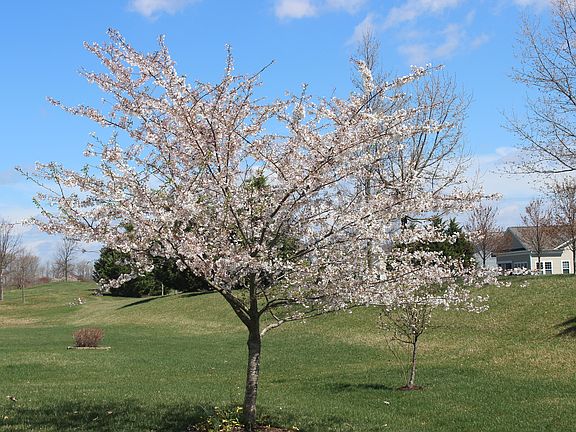 



flowering cherry tree