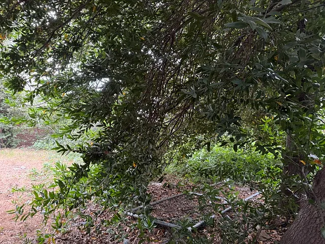 REAR YARD