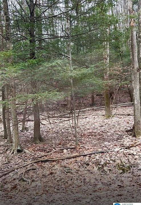 2nd image of 153 Pine Tree Dr