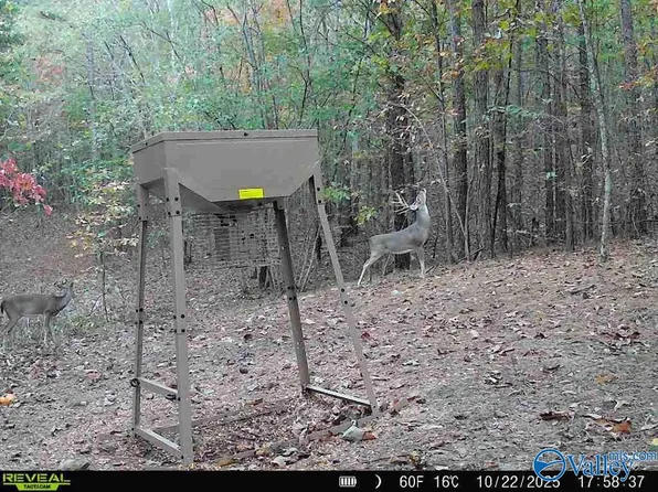 100 Ac Hwy #11, Valley Head, AL 35989