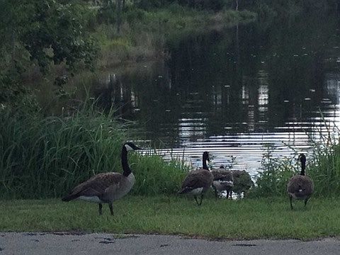 Pond Life