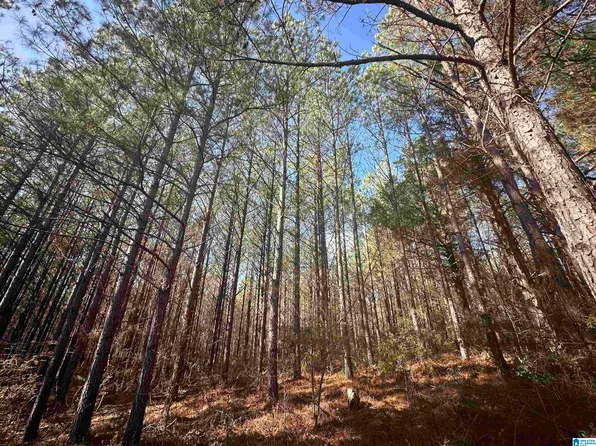 0 County Road 336, Maplesville, AL 36750