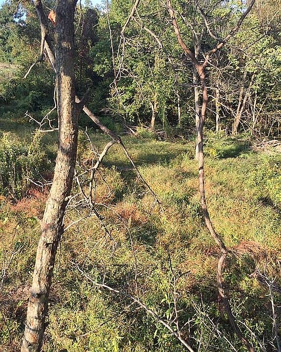 2nd image of Realtree Rd