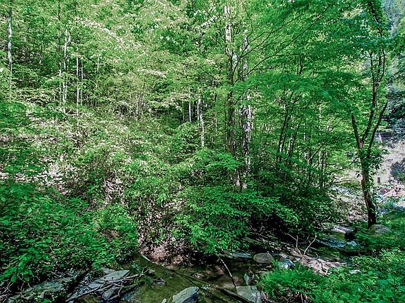 3rd image of 403 Big Creek Rd