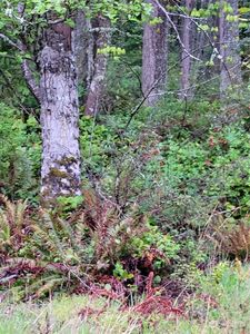 4010 SE Camano Drive, Camano Island, WA, 98282