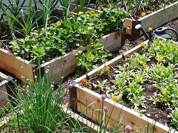 Raised Bed Vegetable Garden 2020