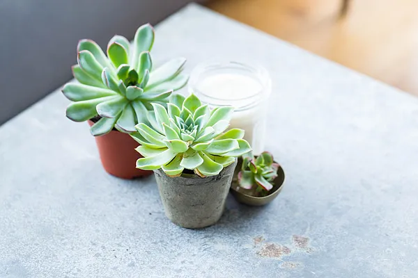 Rented by Nooklyn NYC LLC | media 55