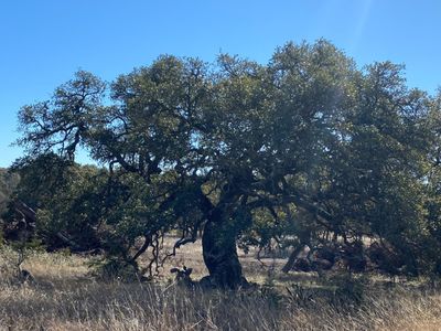 970 maximino ridge LOT 26, Bulverde, TX, 78163
