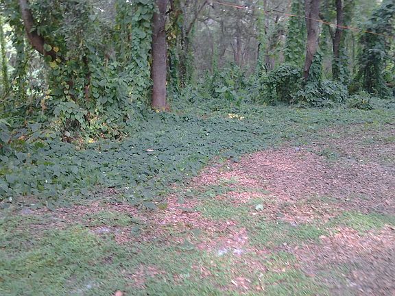 4th image of 1981 N Betty Ln