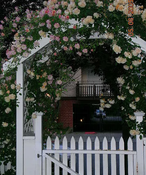 The rose pergola in June. Lots of graduation pictures taken here--many by people who don't live at the house~