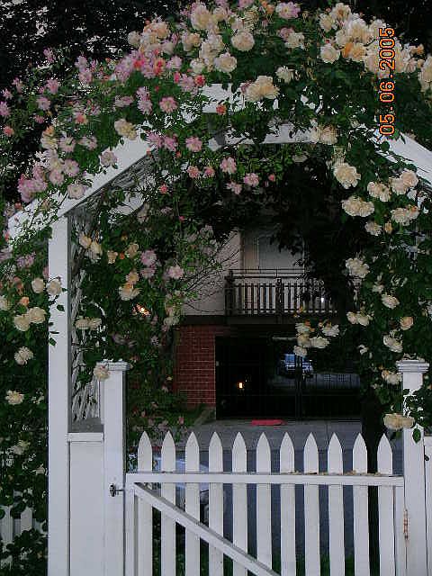 The rose pergola in June. Lots of graduation pictures taken here--many by people who don't live at the house~