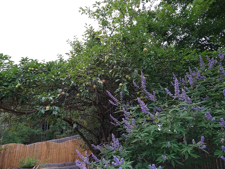 Apple Tree in the backyard