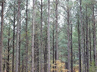 2nd image of Pine Ridge Trl Lot 2