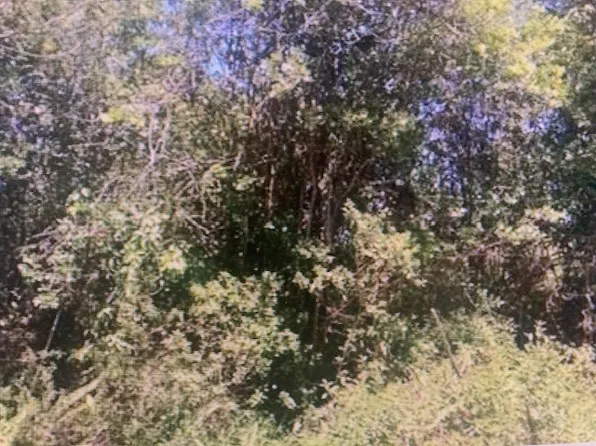 Road 10 Lot 542, Volcano, HI 96785