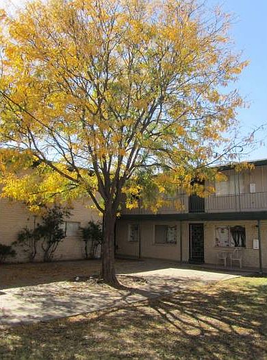 gorgeous tree in courtyrd