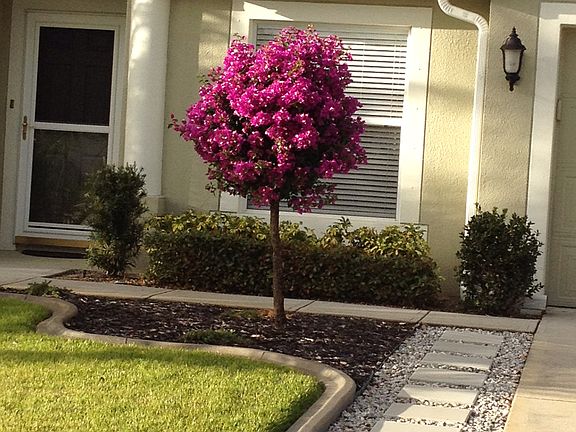 Bougainvillea Tree