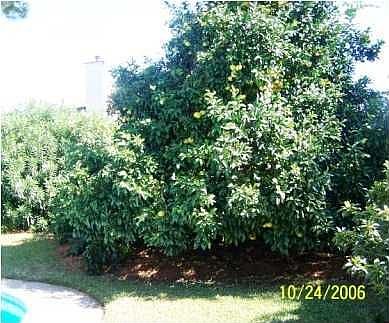 Grapefruit tree