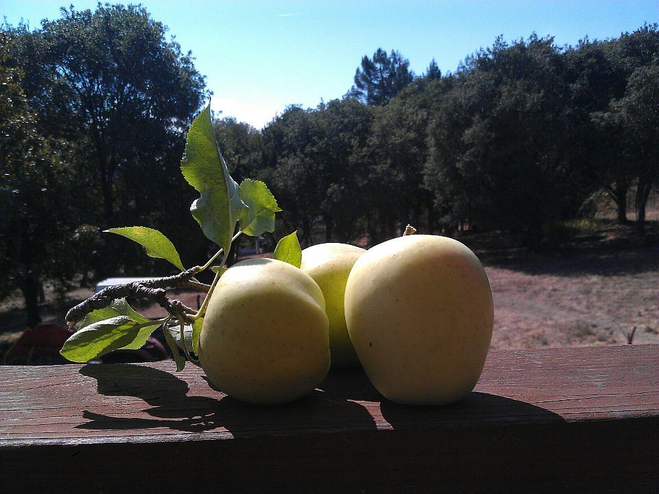 Apples from orchard, SW view