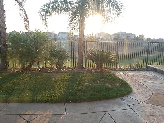 Palms & Birds of Paradise