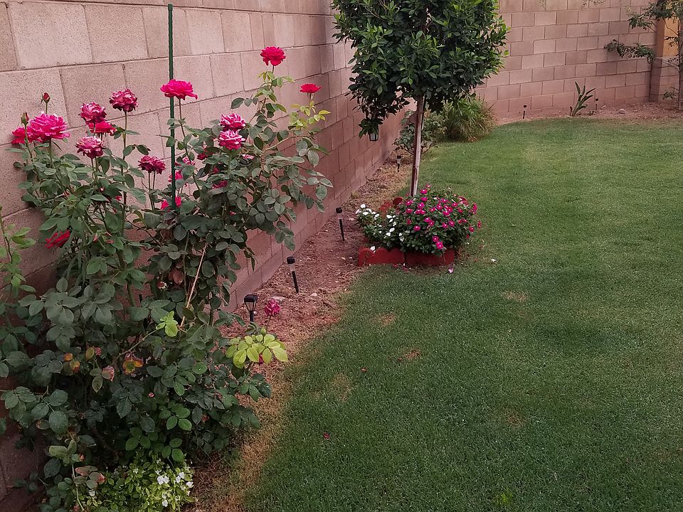 Rose lined backyard.