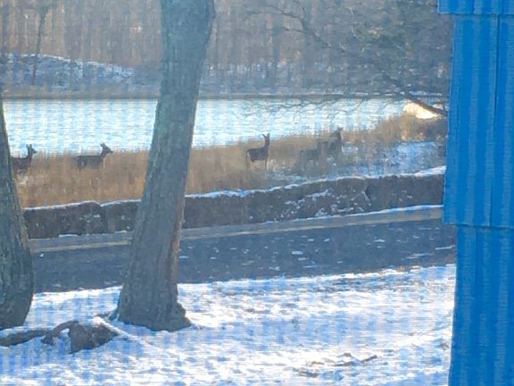 Deer outside front windows