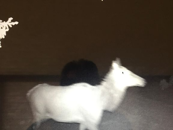 3rd image of 5479 N Ten Tanks Rd